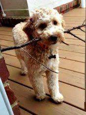 Do labradoodle breeders ship puppies out of state? Australian Labradoodle Breeder Labradoodle Puppies In South Carolina For Sale Georgia North Carolina Sc