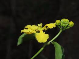 Image result for Malpighiaceae