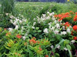 New Jersey Tea Ceanothus Americanus Blazing Star Gardens Native Plants Summer Blooming Flowers Plants