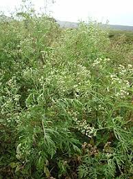 Parthenium hysterophorus