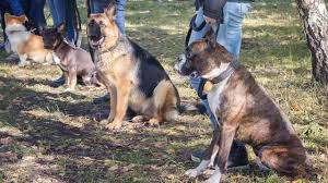 Dieses video ist die einleitung für mein kommendes training die nächsten tage. Wann Ist Eine Hundeschule Hilfreich Professionelles Hundetraining Petplan