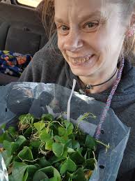 Where to find green and purple shamrocks