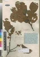 Image result for Diospyros kirkii