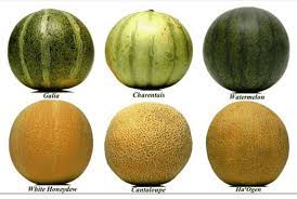 Semangka biji, semangka tanpa biji, semangka kuning jawaban: Keanekaragaman Tingkat Jenis Pengertian Contoh Hayati