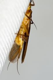 Image result for Pterygota