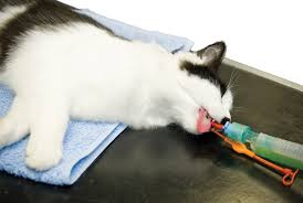 Anesthetic Monitoring: Therapeutic Actions | Today's Veterinary ...