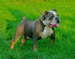 Bulldog is the name given to. Olde English Bulldog Blue Tri Bully Breeds Dogs Olde English Bulldogge Bulldog
