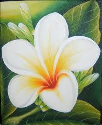 Image result for bunga kamboja basah