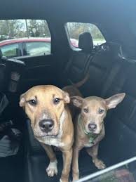 UPDATE: OWNERS PICKED UP!! 🙂- 2 dogs near Tittabawassee/Lawndale