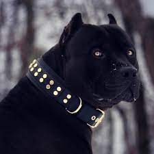 More memes, funny videos and pics on 9gag. The One Prague Beauty Beast Pitbull Scary Dogs All Black Pitbull Pitbull Terrier