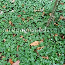 Image result for Geophila repens