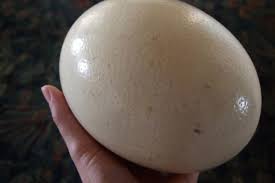 Berat satu telur burung unta bisa mencapai 2 kilogram. Punya Berat 1 Kg Lebih Ini 5 Fakta Unik Telur Burung Unta