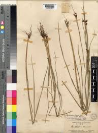 Image result for Rhynchospora rugosa