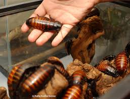 Save up to 5% when you buy more. Boo Hiss What Was That Bug Squad Anr Blogs