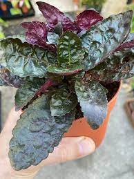 Purple Waffle Plant Hemigraphis Exotica Easy To Grow Plant Live Plants Tropical 4 Grow Pot Perrenial House Plant Plants Growing Plants Live Plants