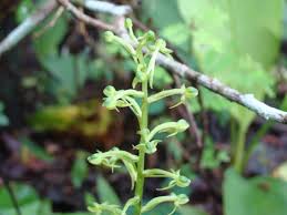 Image result for Habenaria disparilis