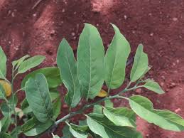 Image result for Annona squamosa