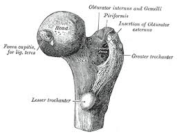 Provides attachment for medial head of gastrocnemius and adductor magnus muscles, and tibial collateral ligament of knee; The Femur Human Anatomy