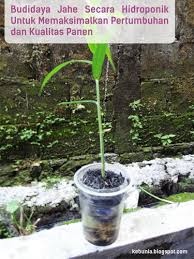 Saya lagi coba kembangkan jahe merah. Kebun Mania Bertanam Tak Harus Di Tanah Budidaya Jahe Secara Hidroponik Untuk Memaksimalkan Pertumbuhan Dan Kualitas Panen