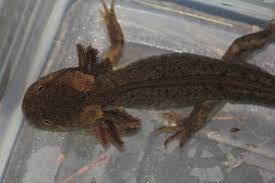 Image result for Rhaptopetalum evrardii