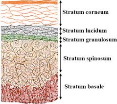 Epidermis An Overview Sciencedirect Topics