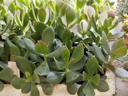 Crassula Ovata Obliqua Is A Succulent Shrub With Fleshy Green Leaves That Have Pointed Tips It Usually Grows Over 1 Foot In 2020 Jade Plants Crassula Ovata Plants