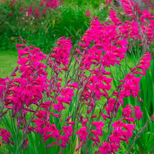 Image result for Gladiolus virgineus