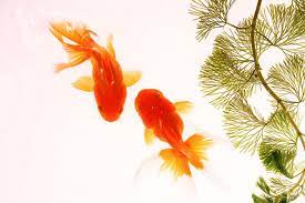 However you do need to have a mix of male and female goldfish in. How To Tell The Gender Of A Goldfish Top 5 Methods To Sex Your Fish