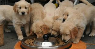 Core golden retriever training tips when training your golden retriever there a few things and different types of training to consider, these will most likely make the training experience much more easier and pleasant for you and your dog. The Golden Retriever Puppy Timeline 11 Milestones Golden Hearts