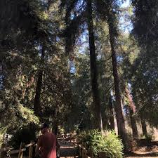 Carbon canyon regional park redwood grove. Oc Redwood Grove In Yorba Linda Ca