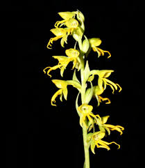 Image result for Habenaria clavata