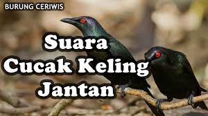 Suara Kicauan Burung Cucak Keling Jantan Cocok Buat Masteran Youtube