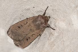 Image result for Graphiphora augur