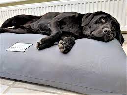 Yes you can put it on a high heat settings but only the outter cover goes in the wash not the memory foam middle part of the bedding. Extra Large Orthopedic Dog Beds Dog Beds For Large Dog Breeds Berkeley Dog Beds Limited
