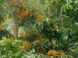 Maybe you would like to learn more about one of these? Trees With Orange Blossoms Photograph By Connie Teuber