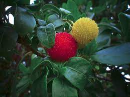 Maybe you would like to learn more about one of these? Fruits Of Flowering Plants Advanced Ck 12 Foundation
