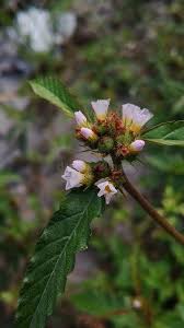 Image result for Melochia corchorifolia