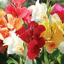 Check spelling or type a new query. How To Grow Canna Lily Bulbs Complete Guide To Growing Canna Lilies