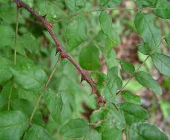 Image result for Zanthoxylum