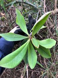 Image result for Euphorbia umbellata