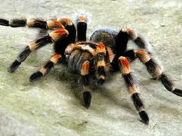 Google Image Result For Http Snaketropolis Com Store Images 04mexicanredkneet Red Knee Tarantula Pet Tarantula Mexican Red Knee