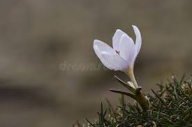 Image result for Colchicaceae