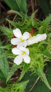 Image result for Crabbea velutina