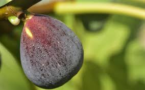 They are light demanding plants and will grow. Best Fruit Trees To Grow In Northern Virginia Green Vista Tree Care