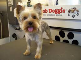Pin On Puppy Cut S
