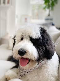 Sheepadoodle puppies are incredibly intelligent and easily trained. Our Giant Sheepadoodle The Good Bad The Smelly Chrissy Marie Blog