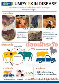 จังหวัดมหาสารคาม พบโรคลัมปี สกิน จึงได้ประกาศให้เป็นเขตโรคระบาดสัตว์ชั่วคราว ในพื้นที่ อ.กันทรวิชัย อ.วาปีปทุม ขณะที่ปศุสัตว์จังหวัดแนะ. Facebook