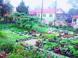 Nak cuba tanam di rumah? Sekeliling Rumah Diusahakan Dengan Tanam Sayur Siapa Sangka Beri Pulangan Rm 4k Sebulan Keluarga