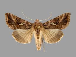 Image result for Autographa macrogamma