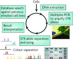 ( a paper) a tandem repeat in dna is two or more contiguous, approximate copies of a pattern of nucleotides. Short Tandem Repeat Profiling Methodology Short Tandem Repeat Str Download Scientific Diagram